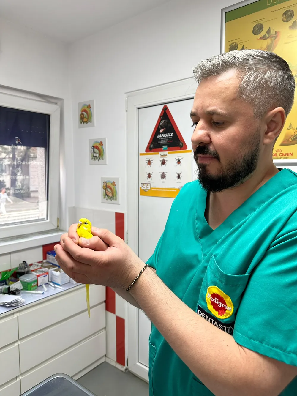 Medic AlcorVET ținând în palme un peruș galben, în cabinet