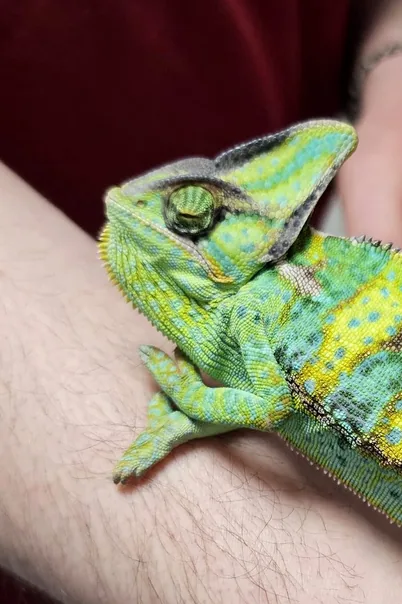 Cameleon consultat în cabinetul AlcorVET