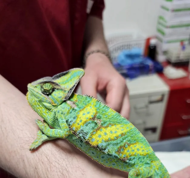 Cameleon ținut pe braț de medicul veterinar, în cabinetul AlcorVET