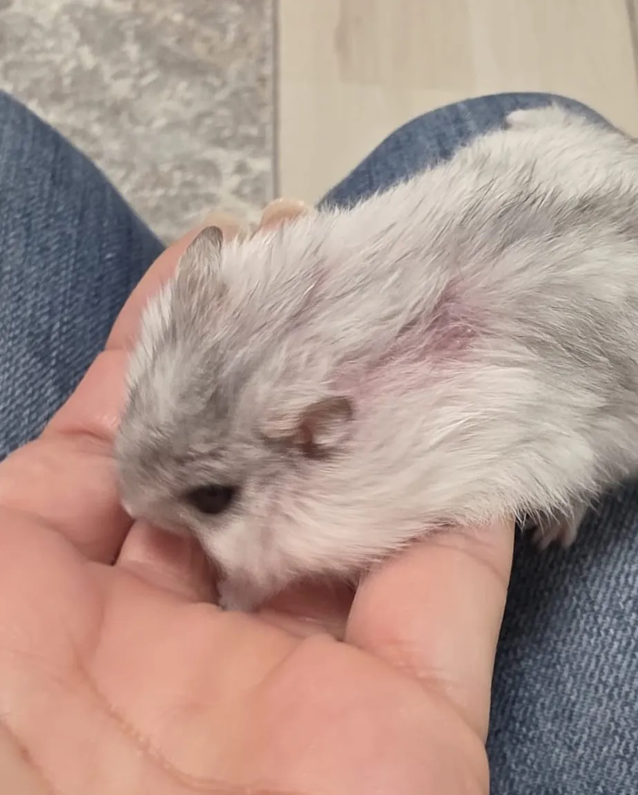 Hamster, pacient AlcorVET