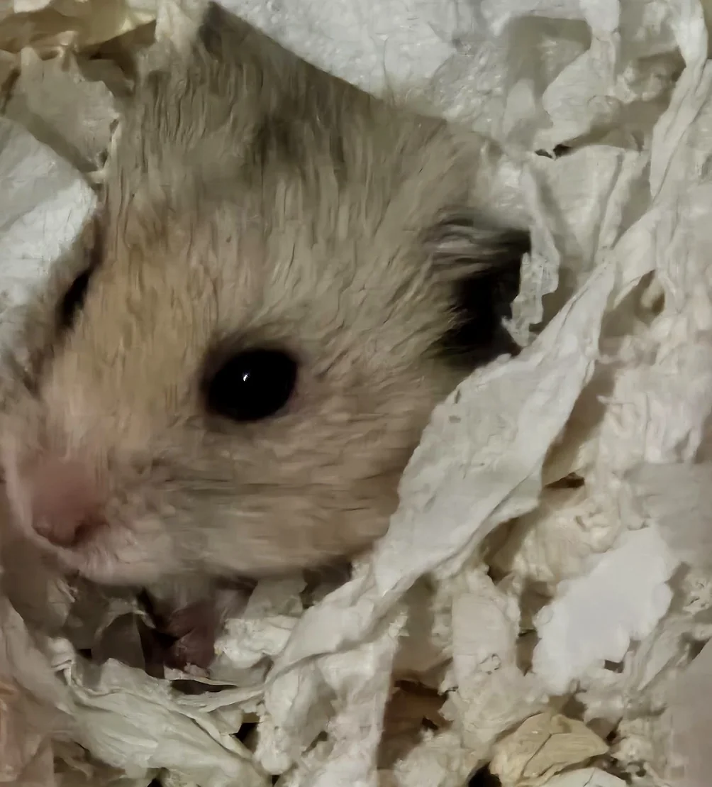Hamster pitic, pacient AlcorVET