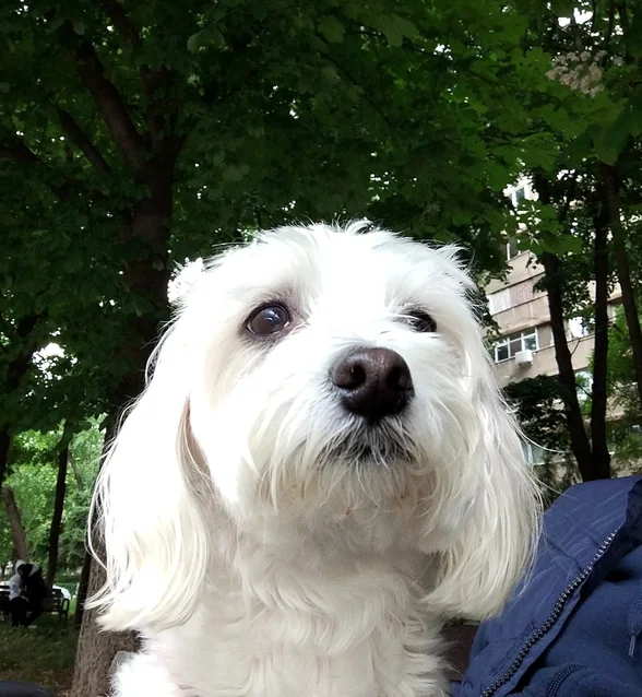 Bichon maltez, pacient AlcorVET, la plimbare