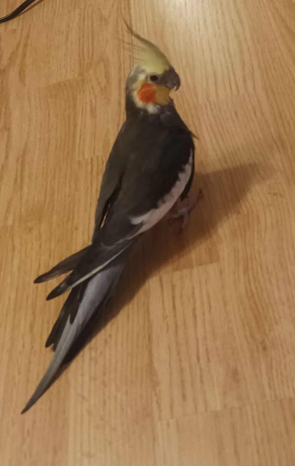 Nimfă (cockatiel), pacientă AlcorVET