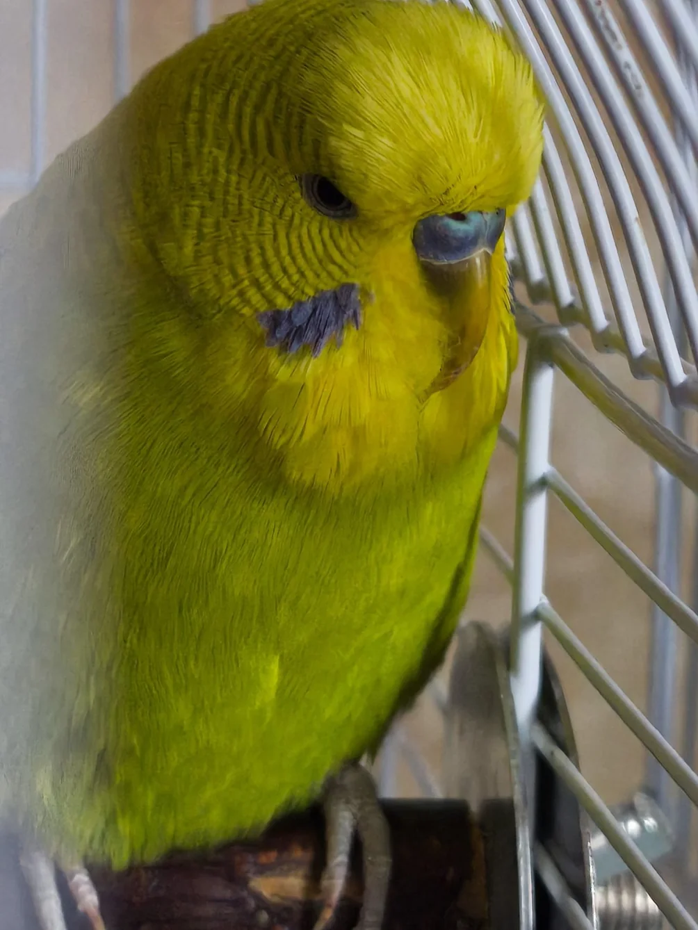 Peruș verde, pacient AlcorVET