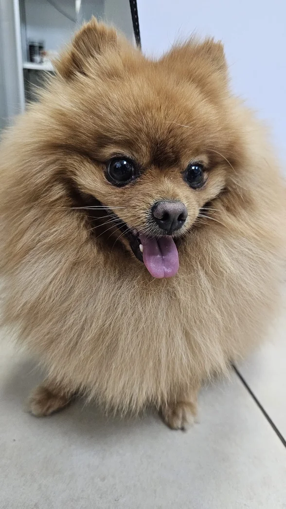 Pomeranian, pacient AlcorVET