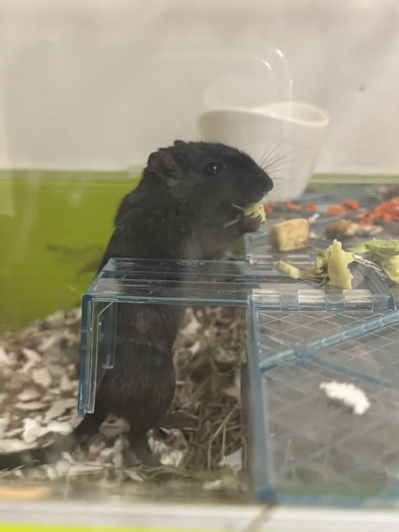 Rozător exotic în terariul lui