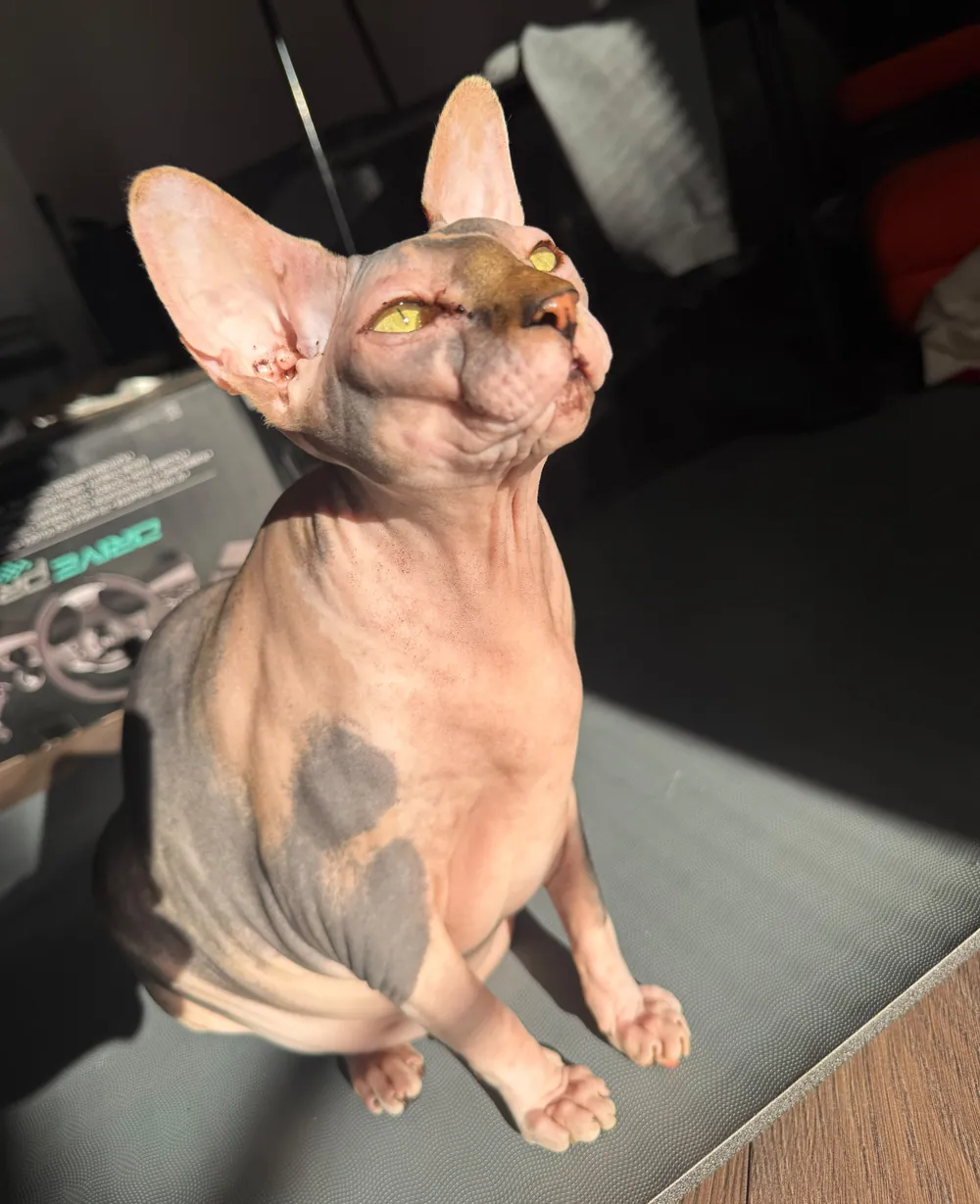 Pisică Sphynx, pacientă AlcorVET