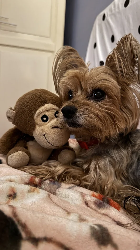 Yorkshire terrier, pacient AlcorVET